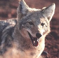 Coyote traps and humane coyote control